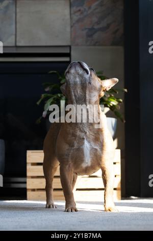 A French Bulldog standing and stretching with head up high. Stock Photo