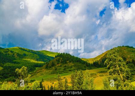 Green mountain hills with spruce forest and grassy slope on it against cloudy sky at summer day. Stock Photo