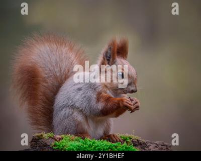 Magic Squirrel sitting in the woods on a stump and eating a nut. Stock Photo