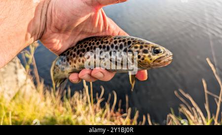 Beautiful fish wild brown trout caught on spinner on river at Galway, Ireland, fishing, angling, spinning, sport, catch and release, wildldlife Stock Photo