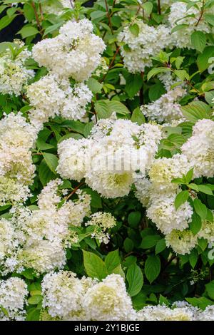 Stunning Close-Up Image of White Hydrangea Flowers Blooming Beautifully in a Lush Garden Setting Stock Photo