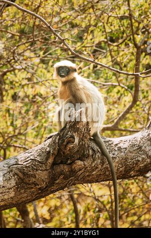 Goa, India. Funny Gray Langur Monkey Sitting On Of Tree Stock Photo