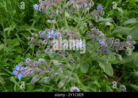 Borago officinalis plant in bloom Stock Photo