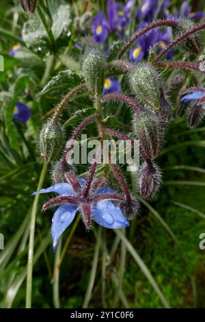 Borago officinalis plant in bloom Stock Photo