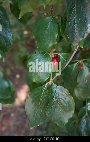 Cornus mas branch close up with ripe fruits Stock Photo