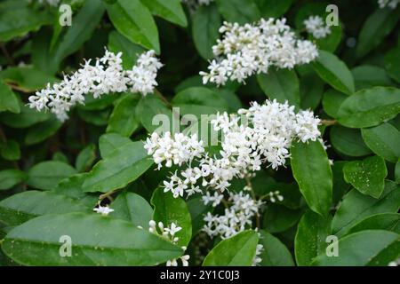 Ligustrum sinense shrub in bloom Stock Photo