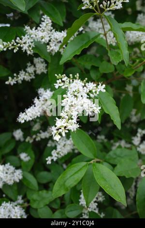 Ligustrum sinense shrub in bloom Stock Photo