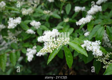 Ligustrum sinense shrub in bloom Stock Photo