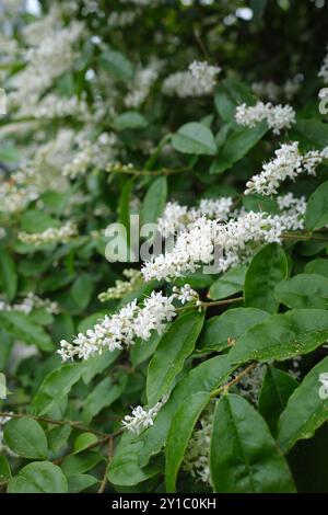 Ligustrum sinense shrub in bloom Stock Photo