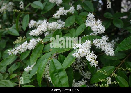 Ligustrum sinense shrub in bloom Stock Photo