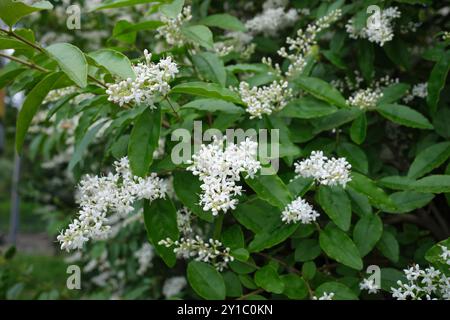 Ligustrum sinense shrub in bloom Stock Photo