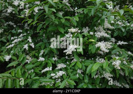 Ligustrum sinense shrub in bloom Stock Photo