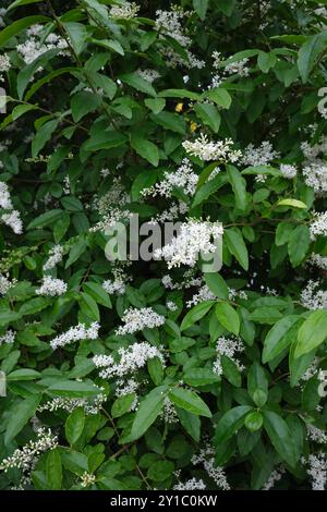 Ligustrum sinense shrub in bloom Stock Photo