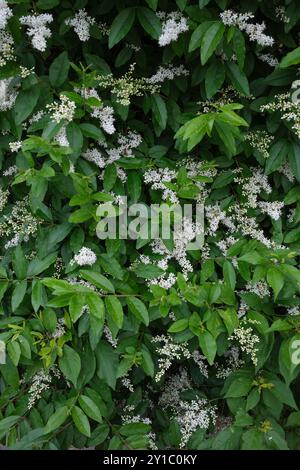 Ligustrum sinense shrub in bloom Stock Photo