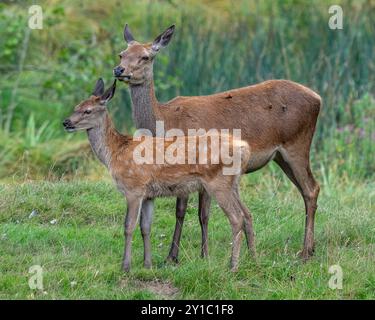 Red Deer Hind and Calf Stock Photo