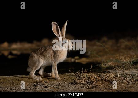 Cape hare (Lepus capensis), subspecies Lepus capensis sinaiticus photographed in the Negev Desert, Israel by a waterhole at night in August Cape hares Stock Photo