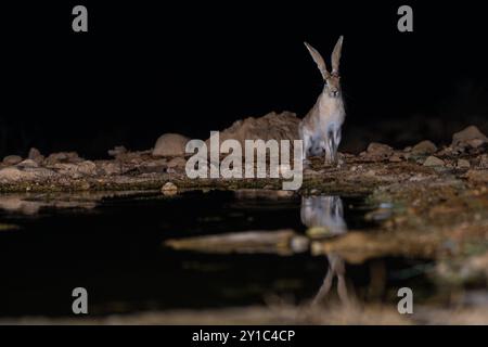 Cape hare (Lepus capensis), subspecies Lepus capensis sinaiticus photographed in the Negev Desert, Israel by a waterhole at night in August Cape hares Stock Photo