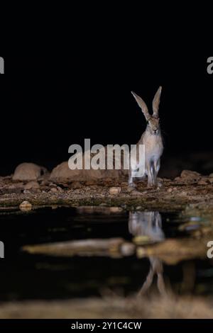 Cape hare (Lepus capensis), subspecies Lepus capensis sinaiticus photographed in the Negev Desert, Israel by a waterhole at night in August Cape hares Stock Photo