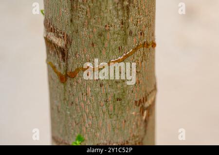 Commercial gel like poisonous bait is applied on a tree trunk round a path that ants follow, The ants are tempted to carry the bait into their colony Stock Photo