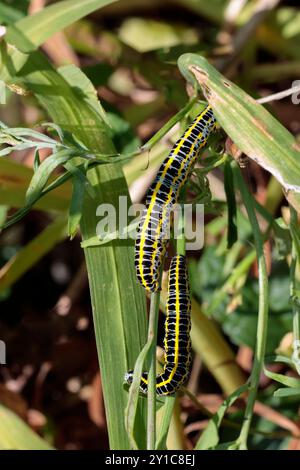 Caterpillars of the Toadflax brocade moth Calophasia lunula, bluish grey body with black markings and yellow horizontal stripes on garden vegetation Stock Photo