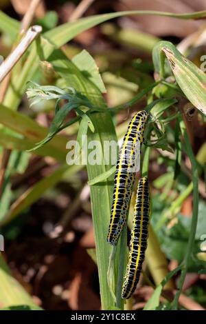 Caterpillars of the Toadflax brocade moth Calophasia lunula, bluish grey body with black markings and yellow horizontal stripes on garden vegetation Stock Photo