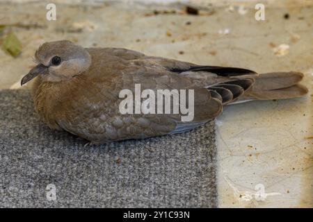 European turtle dove (Streptopelia turtur) In a rehabilitation room before being released back to nature after treatment at the wildlife hospital in I Stock Photo