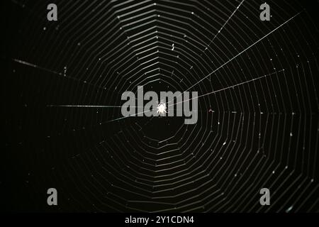 On a black background there are white threads of a web, and in the middle there is a white glowing spider. Stock Photo