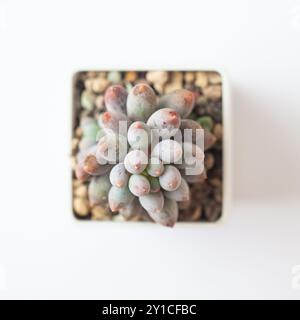 Pachyphytum machucae baby finger isolated on white background, top view. Sweet Succulent Plant Flower close-up Stock Photo