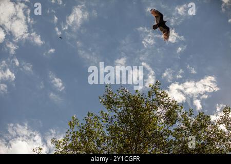 Vultures flying overhead cloudy sky Stock Photo