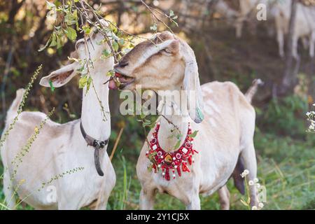 Charming Rural Scene of Goats Grazing in Tranquil Countryside. Stock Photo