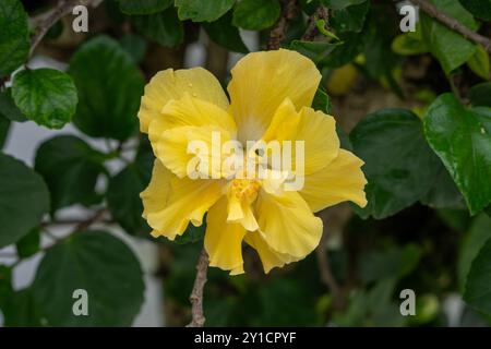 A yellow double hibiscus flower in San Jose de Metan, Argentina. Stock Photo