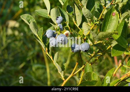 Growing organic blueberries in your garden. Beautiful ripe blue blueberries in water drops after rain Stock Photo