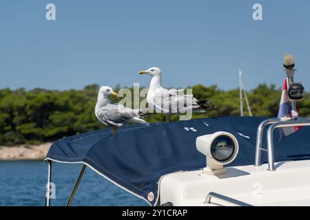 Seagulls rests on fishing boat cabin, waiting for food Stock Photo