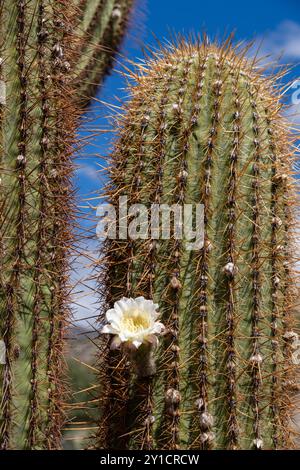 Blooming trichocereus cactus hi-res stock photography and images - Alamy