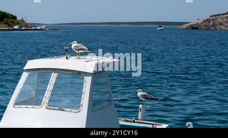 Seagulls rests on fishing boat cabin, waiting for food Stock Photo