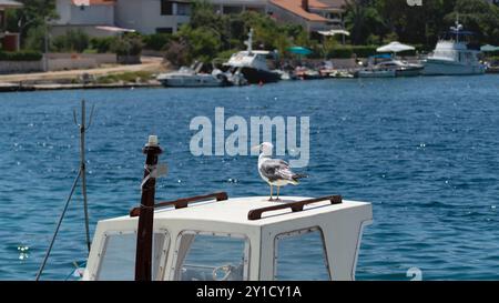 Seagulls rests on fishing boat cabin, waiting for food Stock Photo