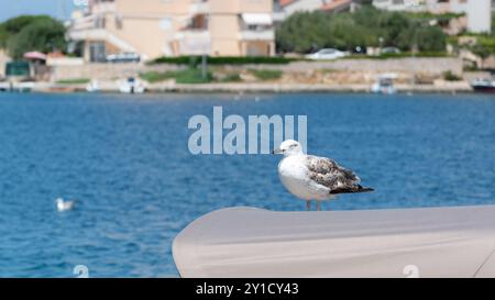 Seagulls rests on fishing boat cabin, waiting for food Stock Photo