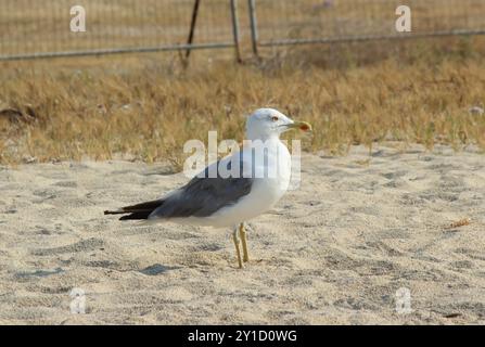 A seagull on a sandy beach Stock Photo