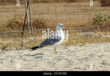 A seagull on a sandy beach Stock Photo
