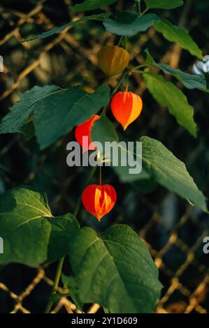 Physalis - orange lanterns of physalis alkekengi among green leaves Stock Photo