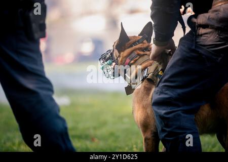 Police patrol with dog. Selective focus on belgian shepherd in harness. Stock Photo