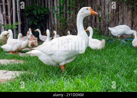 White goose standing on green grass with other geese looking around Stock Photo