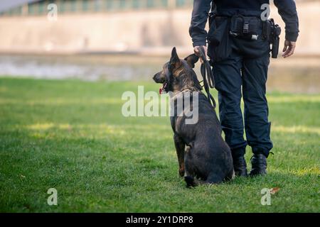 Police patrol with dog. Selective focus on german shepherd in harness. Stock Photo