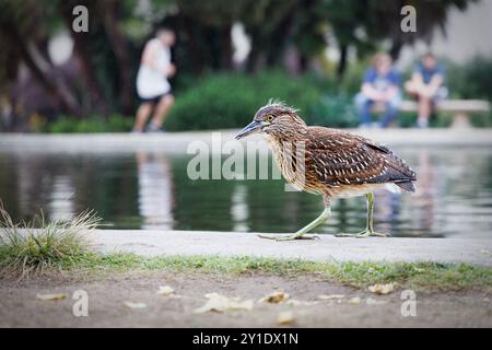 A bird walks along the Lily Pond at Balboa Park in San Diego, California. Stock Photo