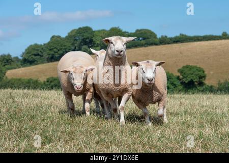 three Texel rams Stock Photo