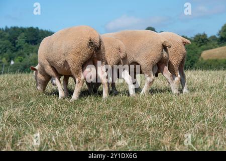 three Texel rams Stock Photo