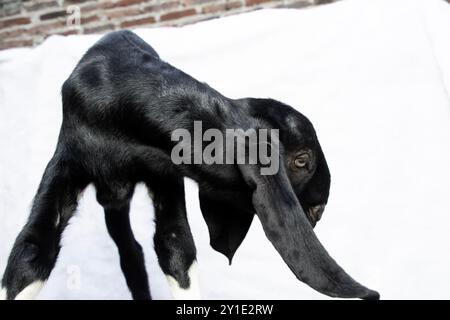 closeup of young black fur goat looking down isolated on white, black goat side view Stock Photo