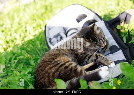 Tabby cat with white paws grooming itself on a backpack in nature. Cute, cozy, and relaxed, the cat enjoys the summer outdoors Stock Photo