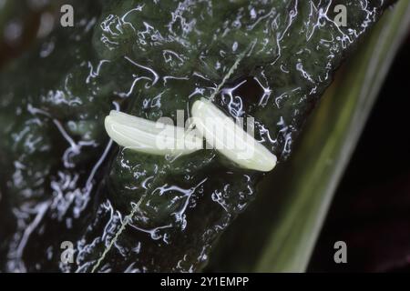 Fly eggs laid on rotting food. Stock Photo