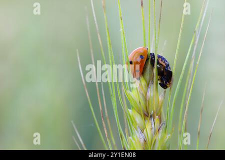 A young ladybug beetle of the seven-spotted ladybug shortly after metamorphosis from pupa on an ear of grain in a crop field. Stock Photo